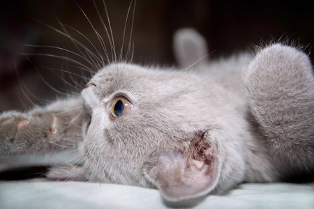 British kitten lying on back, close up.の写真素材