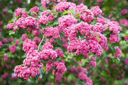 Amazing crimson hawthorn (Crataegus Laevigata) blooms with pink flowers in the park. Spring, summer background.の写真素材