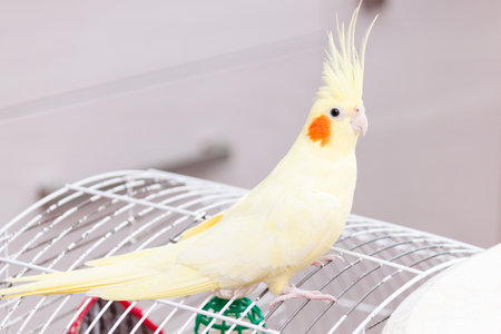 Yellow nymph cockatiel parrot on cage bird at home.の写真素材