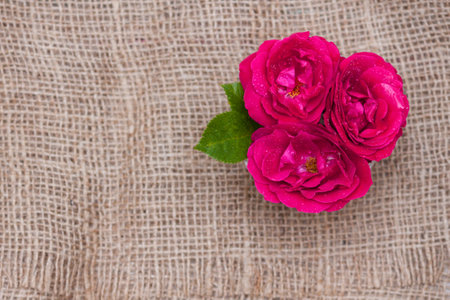 Flowers red roses in a cup on textile background. Flat lay, top view, floral background.の写真素材