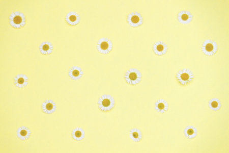 Floral pattern background of white chamomile daisy flowers on yellow background. flat lay, top view.の写真素材