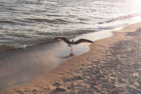 Albatross running along the sea. Summer background, sunrise, sunset.の写真素材