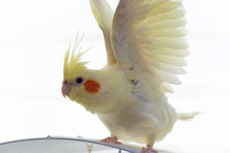 A yellow corella parrot with red cheeks and long feathers with raised wings sitting on cage