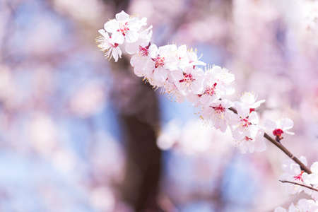 Flowers blooming blossom blurred spring background.