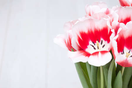 Spring red white tulips flowers banner. Beautiful, fresh bouguet on white background. Copy space for...