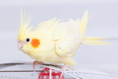 Yellow nymph cockatiel parrot on cage bird at home.の写真素材