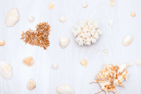 Summer background with sea shells, coral on wooden background.の写真素材