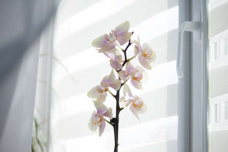Window roller duo system day and night with flower orchid in sunny day.の写真素材