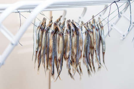 Dried fish capelin hanging in the sun at home on balcony. Beer snacks.