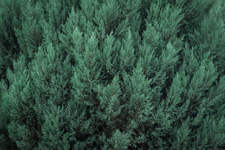 Amazing background of evergreen pine tree.
