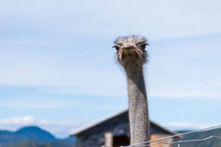 Funny ostrich in contact zoo.の写真素材
