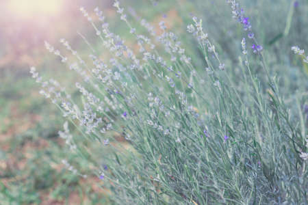 Sunset over a violet lavender. Pastel tonned background.の写真素材