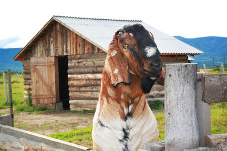 Funny face Nubian goat, Brown goat. Brown goat portrait in contact zoo.の写真素材