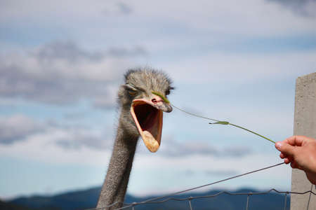 Funny ostrich face with angry annoyed expressionの写真素材