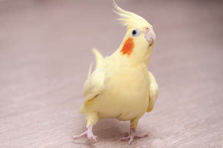 Funny cockatiel yellow parrot on the floor at home.の写真素材