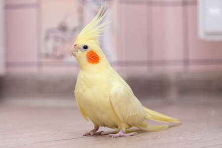 Funny cockatiel yellow parrot on the floor at home.の写真素材