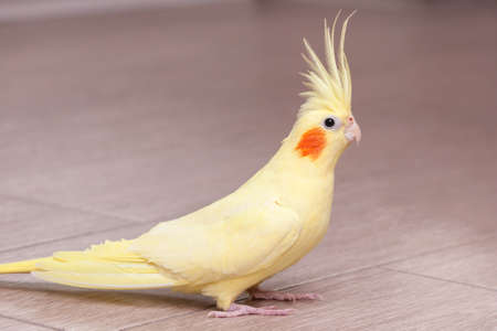 Funny cockatiel yellow parrot on the floor at home.の写真素材