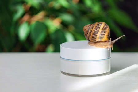 Organic cosmetics concept. Snail on a jar of skin cream. Copy space.の写真素材