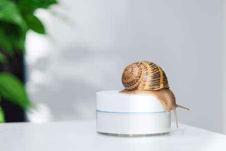 Organic cosmetics concept. Snail on a jar of skin cream. Copy space.の写真素材