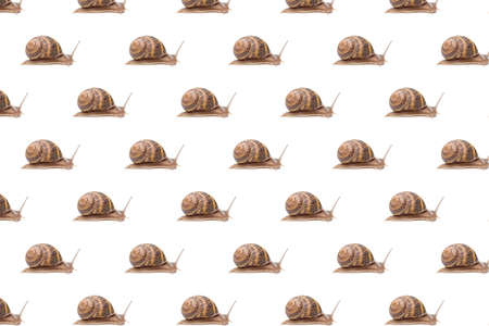Seamless wallpaper pattern with garden brown snails.の写真素材
