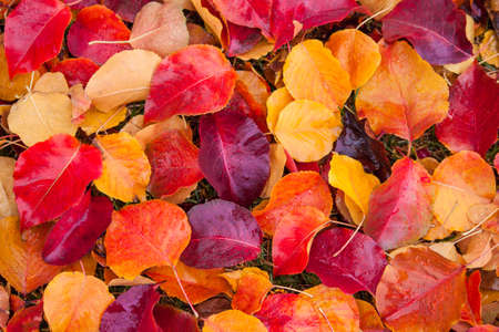 Colorfull autumn background. Fallen yellow, pink, orange leaves.の写真素材