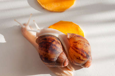Akhatina marginata suturalis albino. Children pets concept.の写真素材