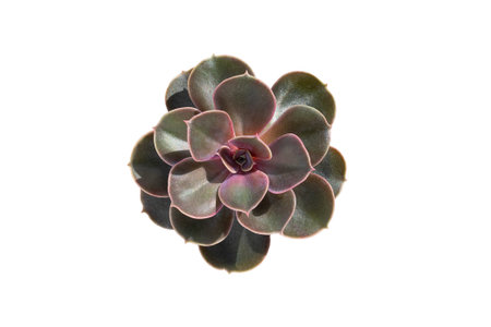 Succulent echeveria isolated on white background.の写真素材