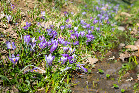 Early spring flowers crocuses in Carpathians mountains, Ukraine.の写真素材