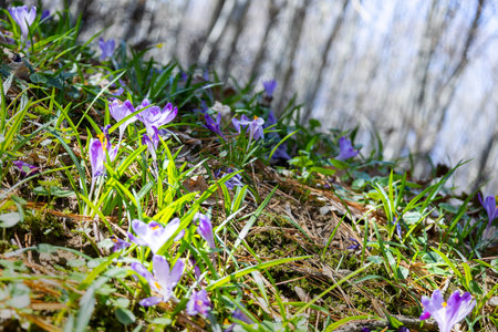 Early spring flowers crocuses in Carpathians mountains, Ukraine.の写真素材