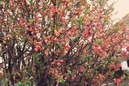 chaenomeles japonica background, blooming spring flowers bush.の写真素材