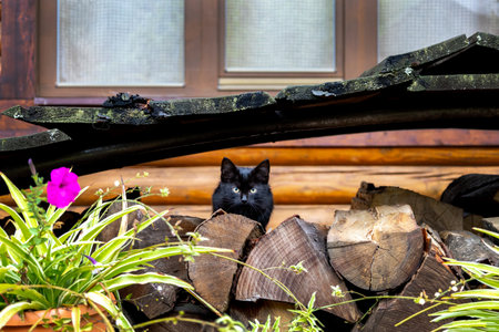 Black kitten sitting on firewood.の写真素材