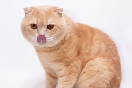 Close-up portrait of a Scottish fold cat. Red muzzle furry. Advertising banner for pet shop. Purebred show catの写真素材