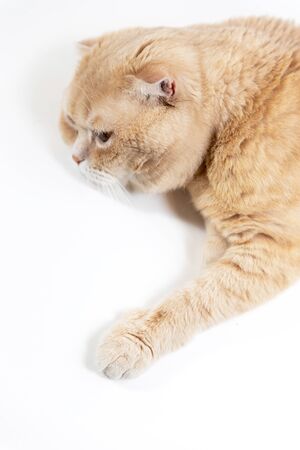 Close-up portrait of a Scottish fold cat. Red muzzle furry. Advertising banner for pet shop. Purebred show catの写真素材