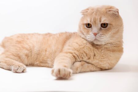 Close-up portrait of a Scottish fold cat. Red muzzle furry. Advertising banner for pet shop. Purebred show catの写真素材