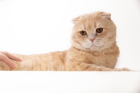 Close-up portrait of a Scottish fold cat. Red muzzle furry. Advertising banner for pet shop. Purebred show catの写真素材