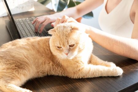 The cat is lying on the table at the workplace with it equipment at home. A woman in home clothes works on a computer in front of a monitor in a home atmosphere. Flexible working hours and remote workの写真素材