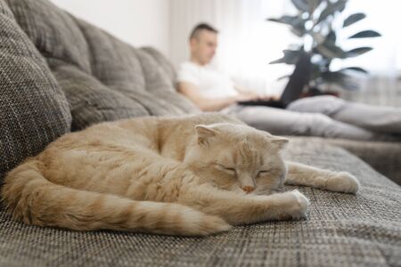 The cat lies on the couch, a man works on a laptop. A young quarantined guy is working at home, with a red cat lying nearby. Remote work, work from home.の写真素材