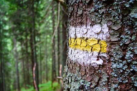 Hiking trail mark with yellow and white color stripes on the tree bark. Selective focus on a mark. Carpathian mountains, Ukraine.の写真素材