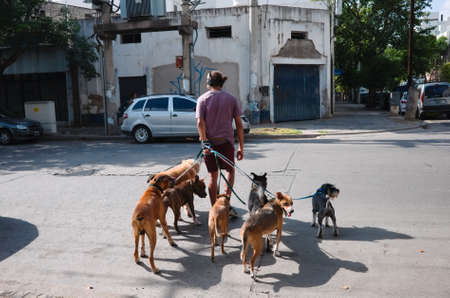 Cordoba, Argentina - January, 2020: Professional dog walker or pet sitter crossing a street with dogs. Man walking with bunch of dogs and listening to music in headphonesのeditorial素材