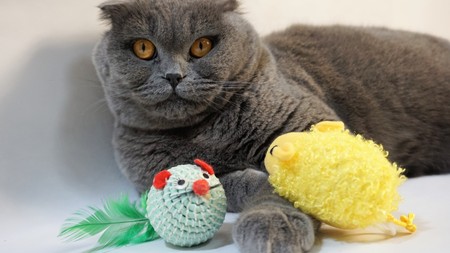 Scottish Fold cat on a white background, with a favorite toy, close-up 1
