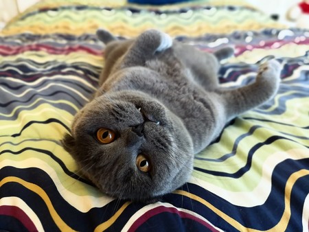 Scottish Fold cat lies on a multi-colored bedspread upside downの写真素材