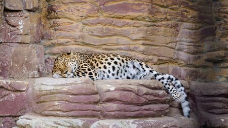 Leopard sleeps on a rockの写真素材