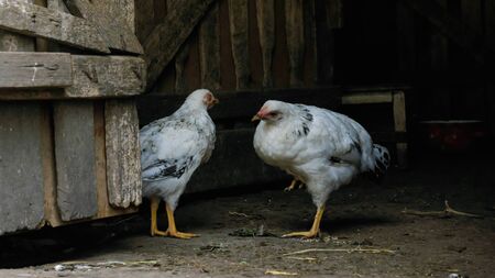 poultry concept, two white hens in a farm shed