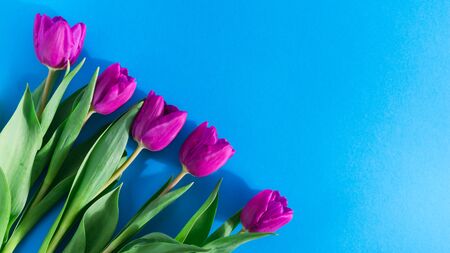 Bouquet of pink tulips on blue pastel background, copy space. Spring minimal concept. Womens Day, Mothers Day, Valentine's Day, Easter, birthday. Nature background. Flat lay, top viewの写真素材