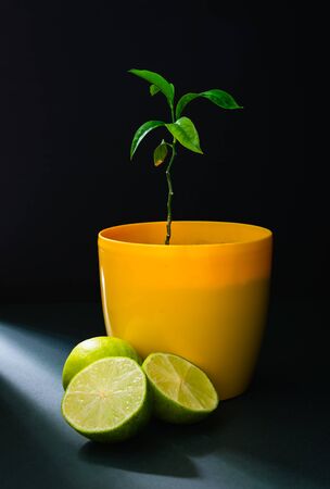 still life, lime fruit and citrus tree in a yellow pot on a black backgroundの写真素材