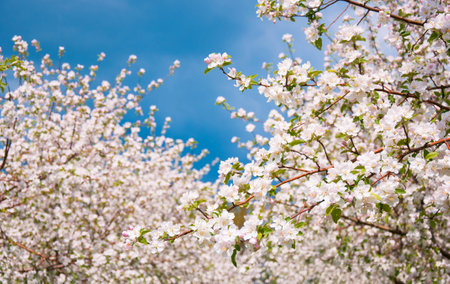 Apple Tree Blossom with White Flowersの写真素材