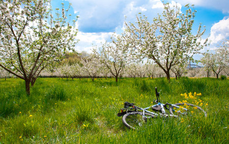 Apple Tree Blossom with White Flowersの写真素材