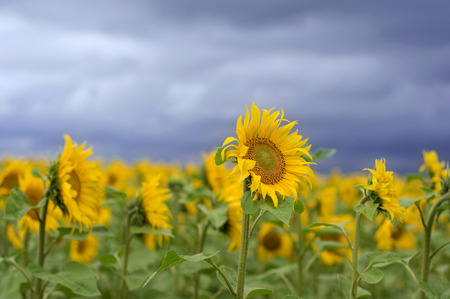yellow sunflowers over blue sky.の写真素材