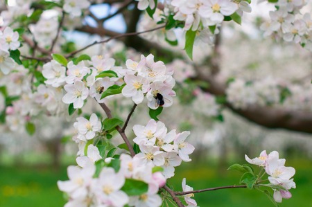 Blossoming Apple Trees with White beautiful Flowersの写真素材