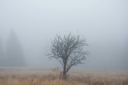 Autumn Tree in the Fog.の写真素材